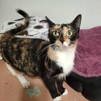 Rescue Domestic Short Hair Cats for Adoption in Vine Grove, Kentucky - Jane | PetCurious