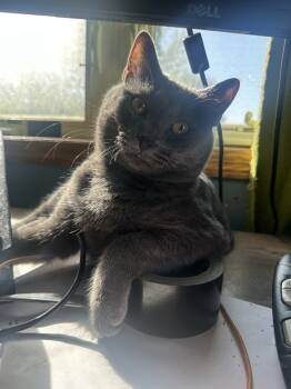 Rescue Domestic Short Hair Cats for Adoption in Albany, Wisconsin - Suede | PetCurious