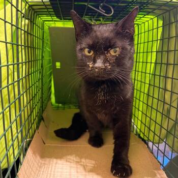 Phantom -  Domestic Short Hair Cat for Adoption in Lynchburg, Virginia - Phantom | PetCurious