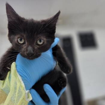 Carbon -  Domestic Short Hair Cat for Adoption in Incline Village, Nevada - Carbon | PetCurious