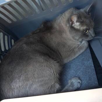 IVHS-Stray-139907 -  Domestic Short Hair Cat for Adoption in San Gabriel, California - IVHS-Stray-139907 | PetCurious