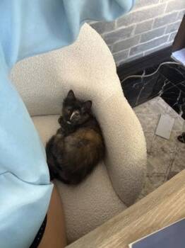 Bonnie -  Domestic Medium Hair and Domestic Short Hair Cat for Adoption in Montreal, Quebec - Bonnie | PetCurious