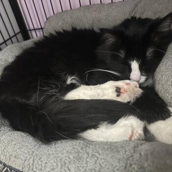 Hubert -  Domestic Medium Hair Cat for Adoption in Davenport, Iowa - Hubert | PetCurious