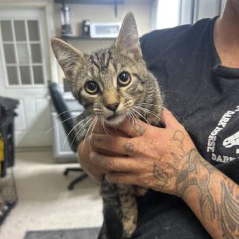 Vlad -  Domestic Short Hair Cat for Adoption in Lewisburg, West Virginia - Vlad | PetCurious