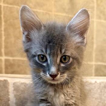 Will -  Domestic Short Hair Cat for Adoption in North Port, Florida - Will | PetCurious