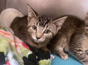 RORY -  Domestic Short Hair Cat for Adoption in Fort Wayne, Indiana - RORY | PetCurious