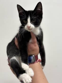 Kinder -  Domestic Short Hair Cat for Adoption in Zimmerman, Minnesota - Kinder | PetCurious