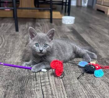 Maggie Jane SC -  Domestic Short Hair Cat for Adoption in Greenville, South Carolina - Maggie Jane SC | PetCurious
