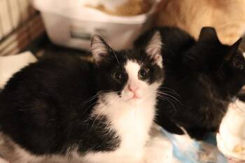 Domestic Short Hair Cats Available for Adoption in Cleveland, Ohio - Rigby | PetCurious