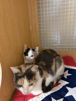 Pebbles  ( th) -  Calico Cat for Adoption in White Bluff, Tennessee - Pebbles  ( Th) | PetCurious