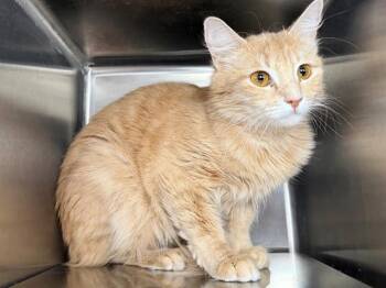 ZSA ZSA -  Domestic Medium Hair Cat for Adoption in Santa Rosa, California - ZSA ZSA | PetCurious