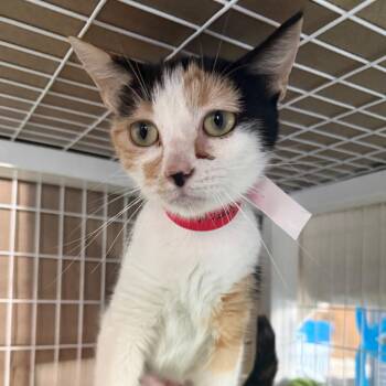 Speckles -  Domestic Short Hair Cat for Adoption in Chicago, Illinois - Speckles | PetCurious