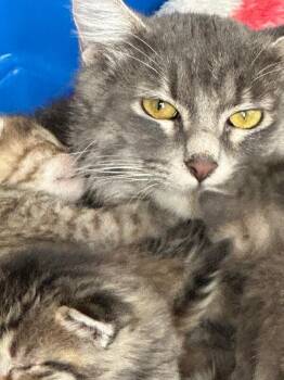 Tabby Cats Available for Adoption in Anthem, Arizona - Cinder | PetCurious