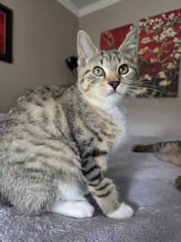 Dorito - KITTEN in foster -  Domestic Short Hair Cat for Adoption in Alexandria, Virginia - Dorito - KITTEN In Foster | PetCurious