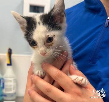 Turbo -  Domestic Short Hair Cat for Adoption in Washington, District Of Columbia - Turbo | PetCurious