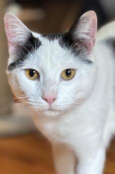 Blue-PLAYFUL -  Turkish Van and Domestic Short Hair Cat for Adoption - Blue-PLAYFUL | PetCurious
