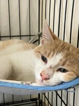 Domestic Short Hair Cats Available for Adoption in Lunenburg, Massachusetts - Rudy | PetCurious