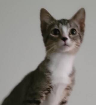 Rescue Domestic Short Hair and Tabby Cats for Adoption in Lemont, Illinois - Pirate | PetCurious
