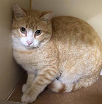 Domestic Short Hair Cats Available for Adoption in Dedham, Massachusetts - CORNBREAD | PetCurious