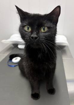 Princess Donut -  Domestic Short Hair Cat for Adoption in Waxhaw, North Carolina - Princess Donut | PetCurious