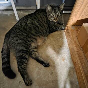 Milo -  Domestic Short Hair Cat for Adoption in West Palm Beach, Florida - Milo | PetCurious