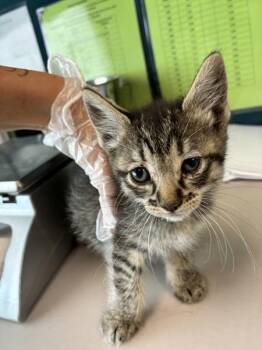 Rye -  Domestic Short Hair Cat for Adoption in Salt Lake City, Utah - Rye | PetCurious