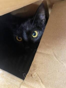 LILY ROSE -  Domestic Short Hair Cat for Adoption in Louisville, Kentucky - LILY ROSE | PetCurious