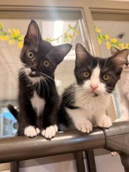 Bacon and Eggs -  Domestic Short Hair Cat for Adoption in Fayetteville, Arkansas - Bacon And Eggs | PetCurious