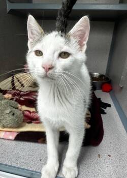 Jet Li -  Domestic Short Hair Cat Available for Adoption in Montgomery, New Jersey - Jet Li | PetCurious