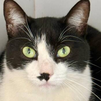 Genevieve -  Domestic Short Hair Cat for Adoption in Kanab, Utah - Genevieve | PetCurious