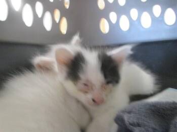A383029 -  Domestic Short Hair Cat for Adoption in Ocala, Florida - A383029 | PetCurious
