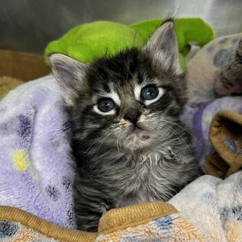 Lunar -  Domestic Short Hair Cat for Adoption in Palm Springs, California - Lunar | PetCurious