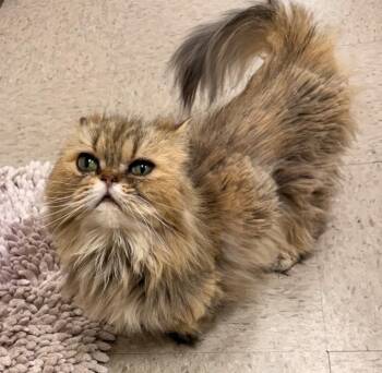 Tiramisu -  Persian Cat for Adoption in Defiance, Ohio - Tiramisu | PetCurious