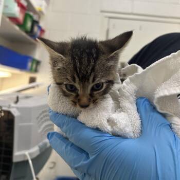 Colonel Mustard -  Domestic Short Hair Cat for Adoption in Auburn, Alabama - Colonel Mustard | PetCurious