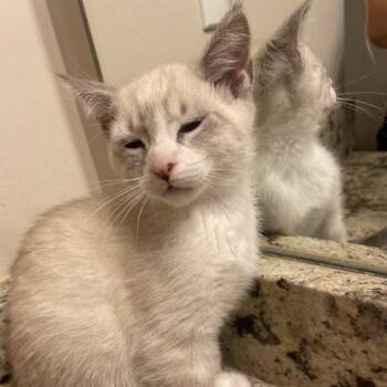 Ying -  Siamese Cat Available for Adoption in Knoxville, Tennessee - Ying | PetCurious