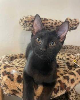 Simba -  Domestic Short Hair Cat for Adoption in Warr Acres, Oklahoma - Simba | PetCurious