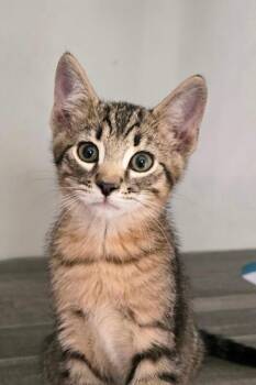 Olive -  Domestic Short Hair Cat for Adoption in Fort Collins, Colorado - Olive | PetCurious