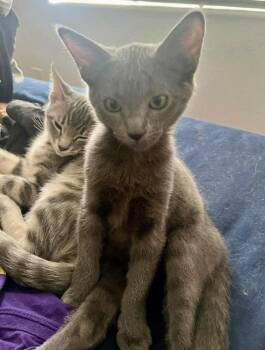 Blu Naylor -  Domestic Short Hair and Russian Blue Cat for Adoption in Chandler, Arizona - Blu Naylor | PetCurious