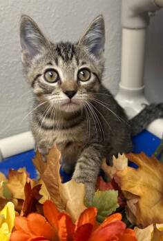 Rescue Domestic Short Hair Cats for Adoption in Stillwater, Oklahoma - 8/21/25 - Cheerio | PetCurious