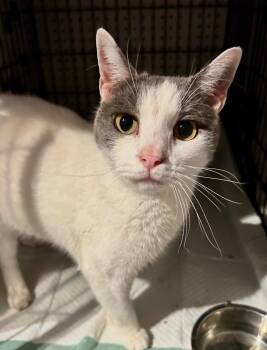Aspen -  Domestic Short Hair Cat Available for Adoption in Lansdowne, Pennsylvania - Aspen | PetCurious