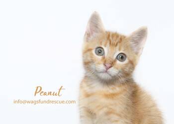Peanut -  Tabby and Domestic Short Hair Cat for Adoption in Houston, Texas - Peanut | PetCurious