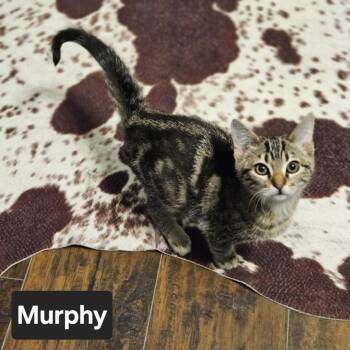 Domestic Short Hair Cats Available for Adoption in Nashville, Tennessee - Murphy | PetCurious