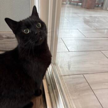 Shadow -  Domestic Short Hair and Mixed Breed Cat for Adoption in West Des Moines, Iowa - Shadow | PetCurious