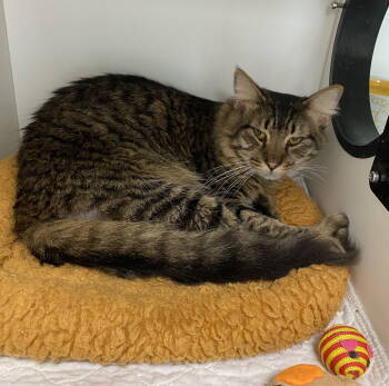 Rescue Domestic Short Hair Cats for Adoption in INDN HBR BCH, Florida - November D | PetCurious