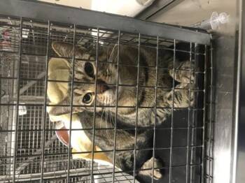 LUCKY -  Domestic Short Hair Cat for Adoption in Conroe, Texas - LUCKY | PetCurious