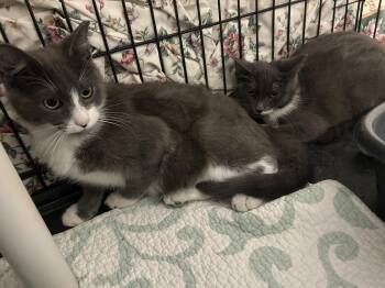Domestic Short Hair Cats Available for Adoption - Dancer And Blitzen | PetCurious