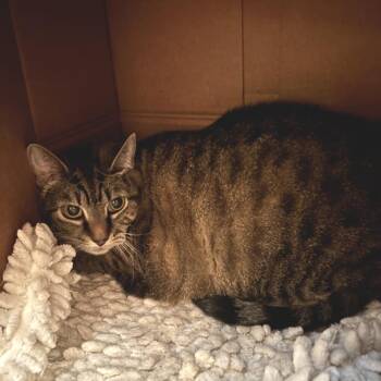 Millie -  Domestic Short Hair Cat for Adoption in Richmond, Virginia - Millie | PetCurious