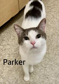 Parker and Elvis -  Domestic Short Hair Cat Available for Adoption in Owasso, Oklahoma - Parker And Elvis | PetCurious