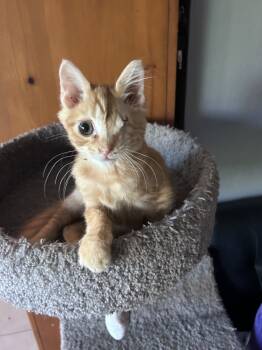 Rescue Domestic Short Hair Cats for Adoption in Casselberry, Florida - Ziggy | PetCurious