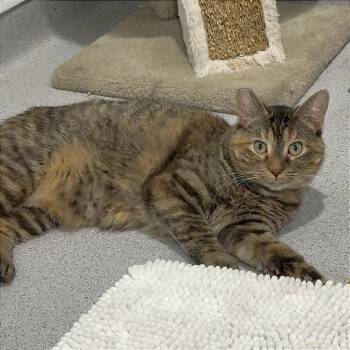 Domestic Short Hair Cats Available for Adoption in Murray, Utah - Lady Jane Grey | PetCurious